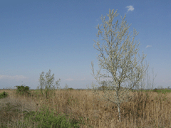 Canneto con albero