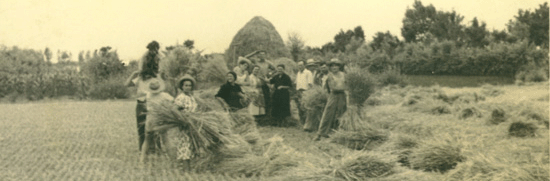 il gruppo di raccolta del grano